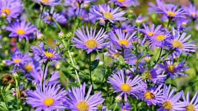 Asters: Nature's Small Wonders and Why Getting Them from BloomBox is a Breeze