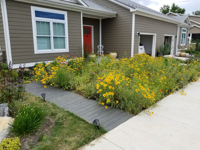 Transforming your lawn into a Native Plant Garden