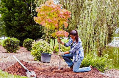 October in the Garden