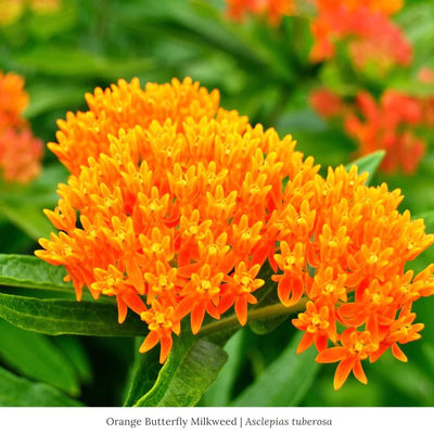 The Fascinating Relationship Between Asclepias Plants and Aphids: A Harmony of Nature