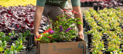 An open-top Bloombox box being packed with beautiful plants and flowers