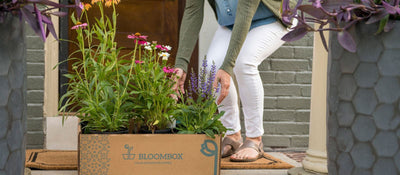 A Bloombox customer receiving an open top box filled with gorgeous and healthy plants and flowers