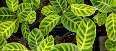 High quality and beautiful indoor plants