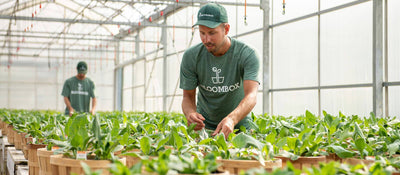 A Bloombox employee hand-picks from a selection of tasty vegetables