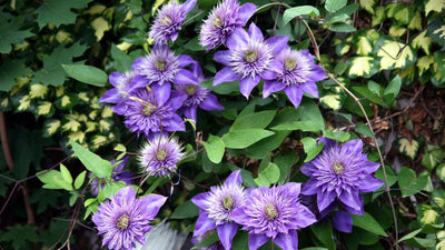 Clematis & Flowering Vines