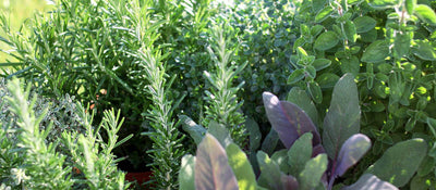 A selection of delicious and aromatic herbs