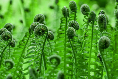 FERNS