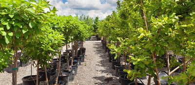 Rows of a variety of beautiful and healthy trees