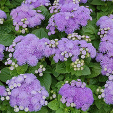 Load image into Gallery viewer, Ageratum