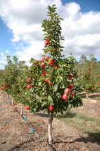 Load image into Gallery viewer, Apple Tree 'Pink Lady Dwarf'