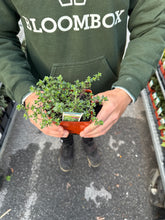 Load image into Gallery viewer, Thyme 'French'