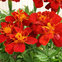 Load image into Gallery viewer, Marigold (French) 'Durango Red'
