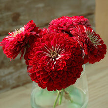 Load image into Gallery viewer, Zinnias