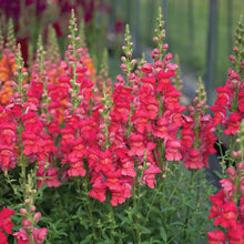 Load image into Gallery viewer, Ultimate Cut Flower Garden Pack