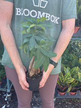 Load image into Gallery viewer, Braided Money Tree
