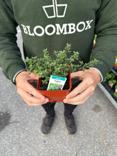Load image into Gallery viewer, Thyme 'English'