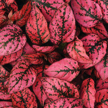Load image into Gallery viewer, Polka Dot Plant (Splash Plant)