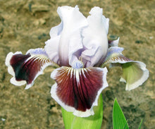 Load image into Gallery viewer, German Iris 'Puddy Tat'