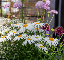 Load image into Gallery viewer, Leucanthemum 'Lucille Grace'