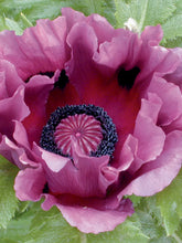 Load image into Gallery viewer, Poppy (Papaver) 'Patty's Plum'