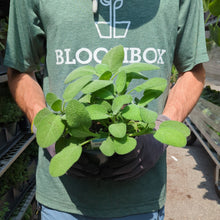 Load image into Gallery viewer, Herb Trio- Sage Berggarten