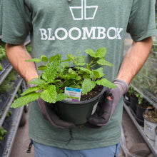 Load image into Gallery viewer, Lemon Balm