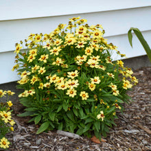 Load image into Gallery viewer, Coreopsis 'Uptick™ Cream & Red'