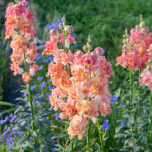 Load image into Gallery viewer, Ultimate Cut Flower Garden Pack