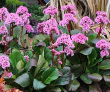 Load image into Gallery viewer, Bergenia 'Spring Fling'
