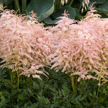 Load image into Gallery viewer, Astilbe 'Pink Lightning'
