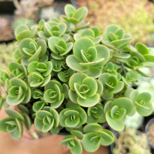 Load image into Gallery viewer, Sedum 'Lime Zinger'