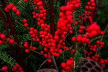 Load image into Gallery viewer, 'Winterberry Wonderland' Drop-In Planter