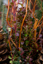 Load image into Gallery viewer, 'The Williamsburg' Drop-in Planter