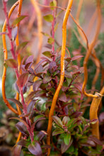 Load image into Gallery viewer, 'The Williamsburg' Drop-in Planter