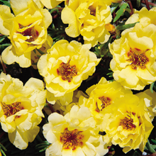 Load image into Gallery viewer, Portulaca - 6"
