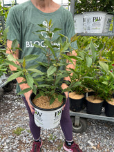 Load image into Gallery viewer, Callicarpa Pearl Glam®