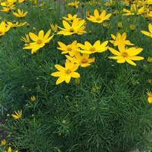 Load image into Gallery viewer, Coreopsis 'Zagreb'