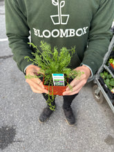 Load image into Gallery viewer, Chamomile