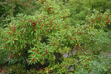 Load image into Gallery viewer, Ilex verticillata (Winterberry)