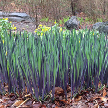 Load image into Gallery viewer, Iris 'Purple Flame'