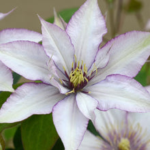 Load image into Gallery viewer, Clematis 'Samaritan Jo'
