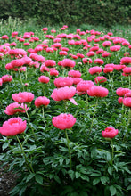 Load image into Gallery viewer, Peony 'Cytherea''