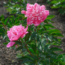 Load image into Gallery viewer, Peony 'Edulis Superba'