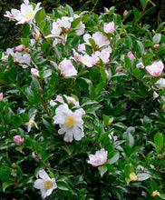Load image into Gallery viewer, Camellia 'Hana Jinman'