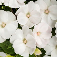 Load image into Gallery viewer, Sunpatiens®