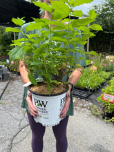 Load image into Gallery viewer, Hydrangea 'Limelight'