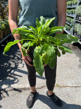 Load image into Gallery viewer, Salvia 'May Night'