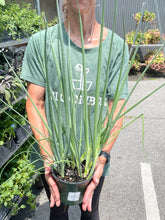 Load image into Gallery viewer, Chives 'Staro'