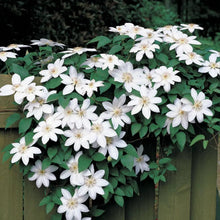 Load image into Gallery viewer, Clematis 'Henryi'