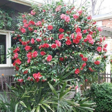 Load image into Gallery viewer, Camellia 'Greensboro Red'